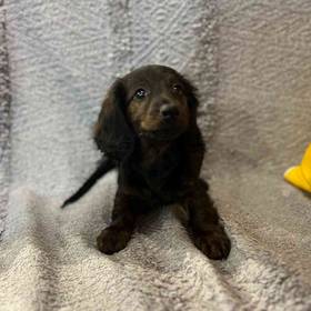 Dachshund