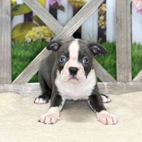 Boston Terrier
