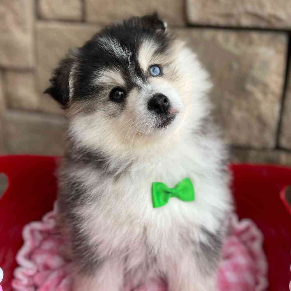 Image of a pet breed in the gallery