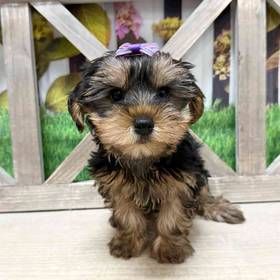 Yorkie