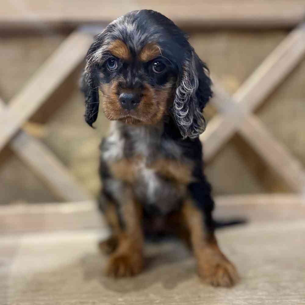 pet breed image