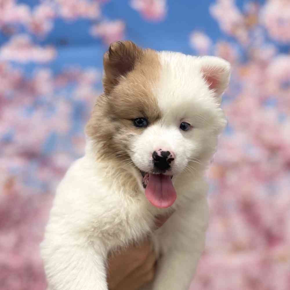 carousel pet images