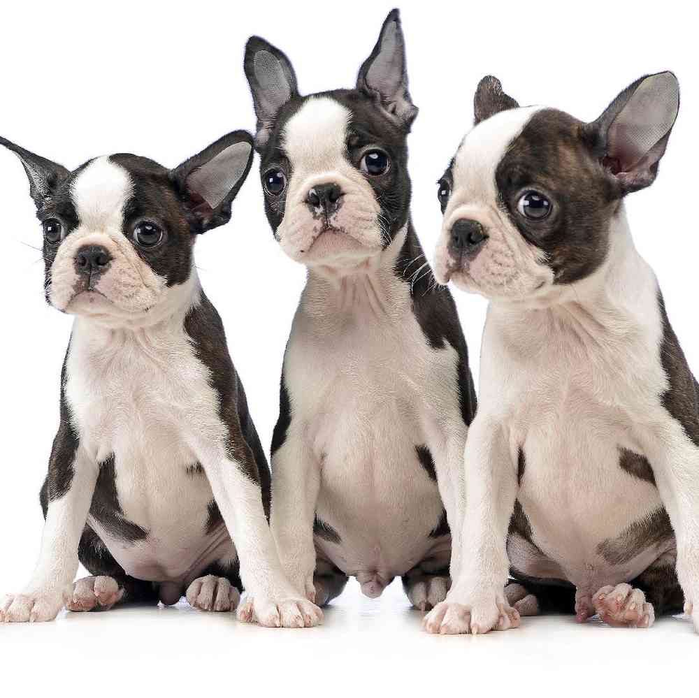 terrier puppies for sale in usa