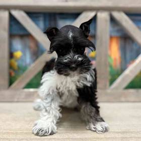 Mini Schnauzer