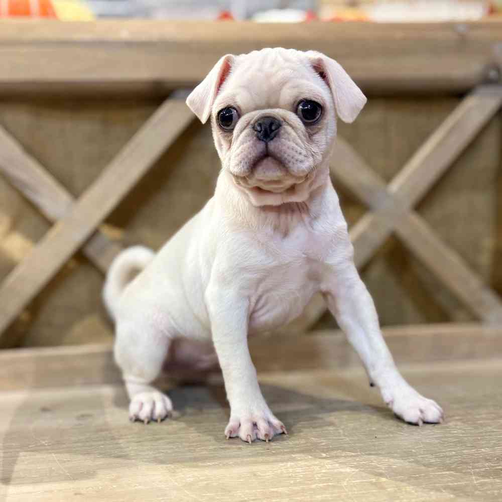 Image of a pet breed in the gallery