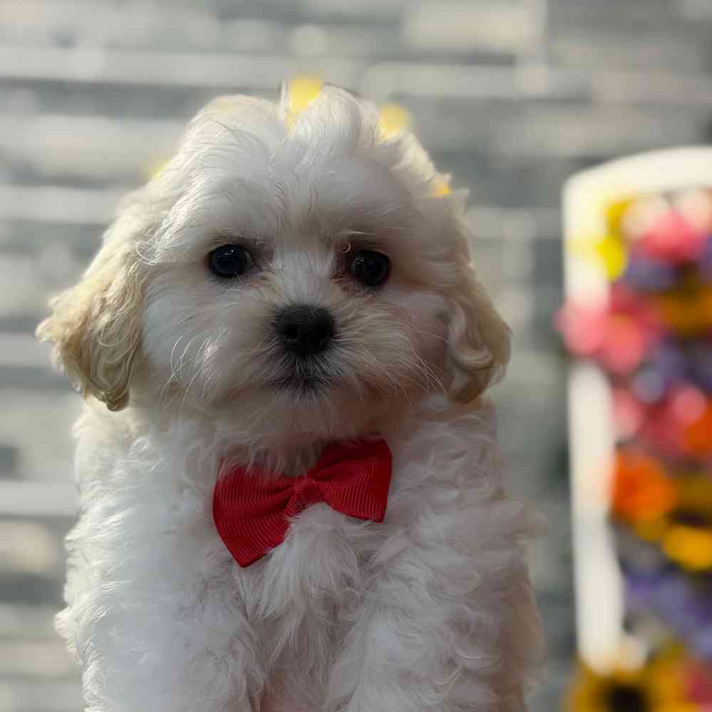 pet breed image