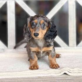 Dachshund