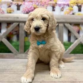 Goldendoodle F1