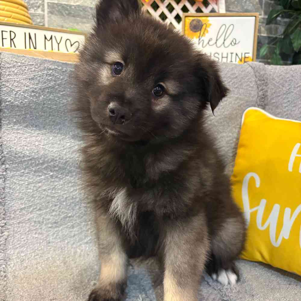 Image of a pet breed in the gallery