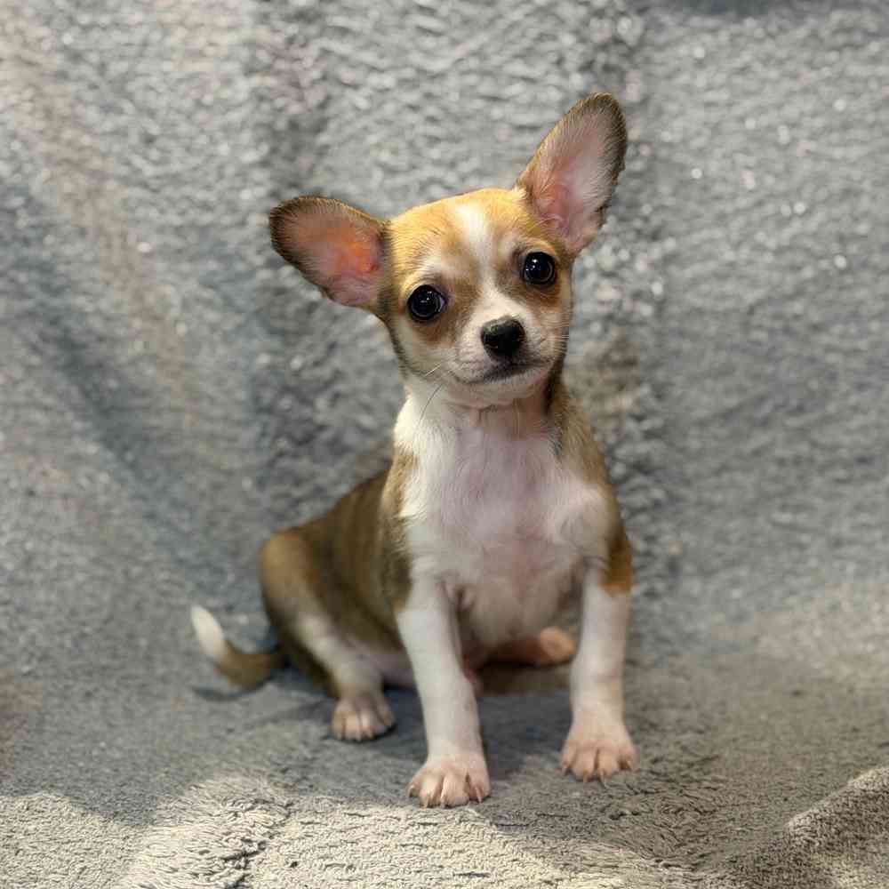 Image of a pet breed in the gallery