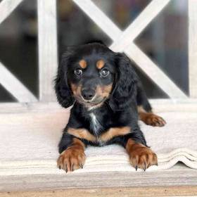 Dachshund
