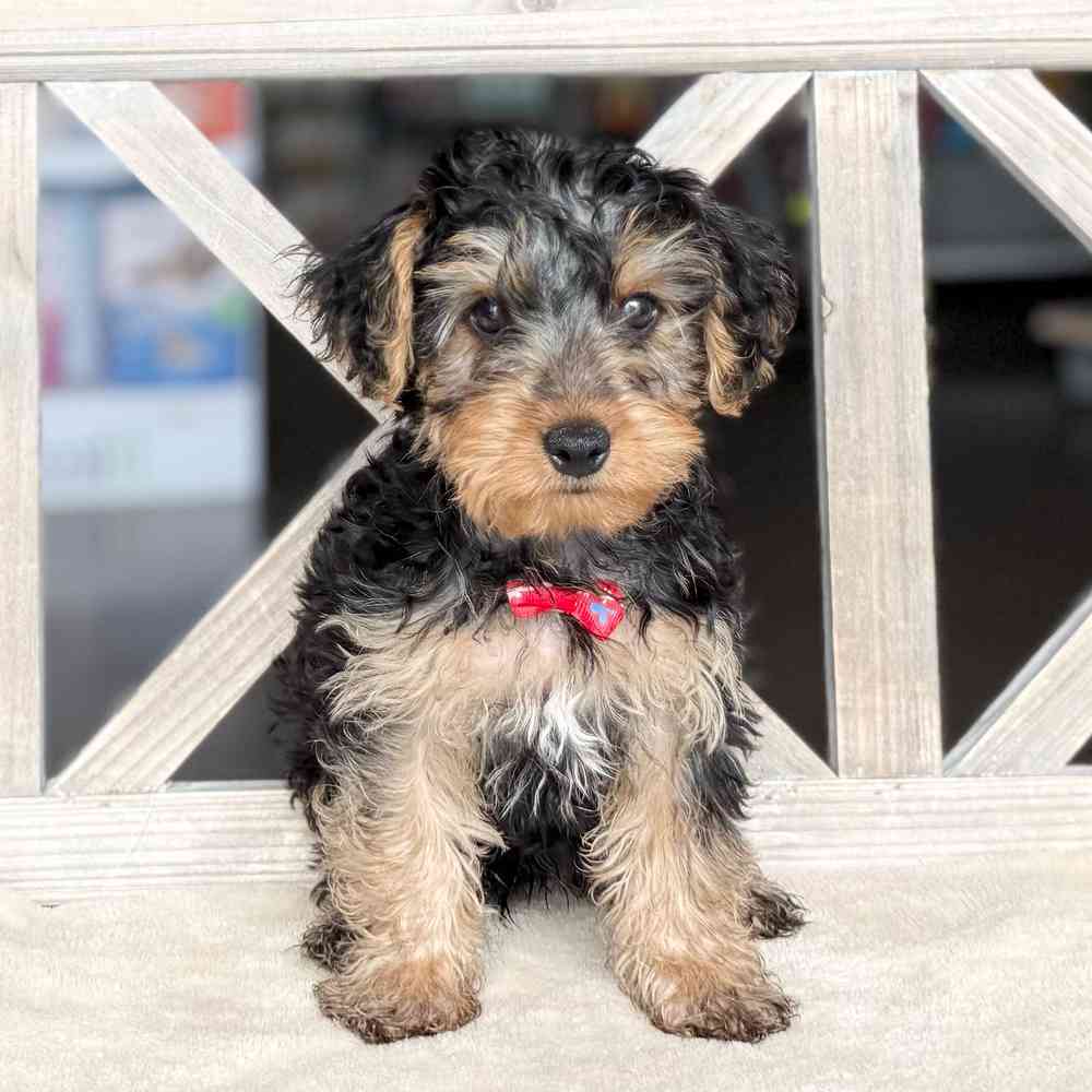 pet breed image