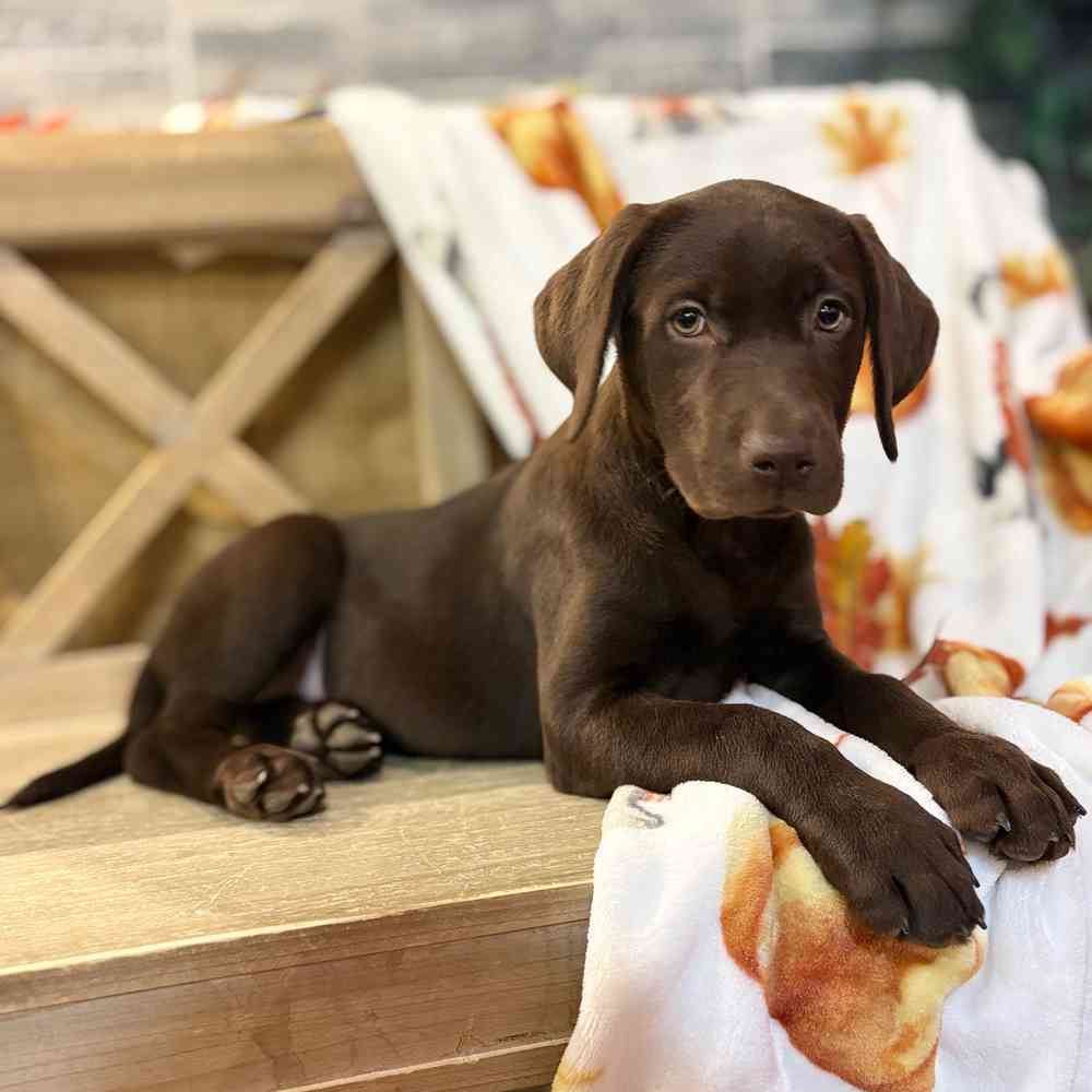 pet breed image
