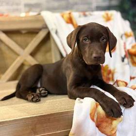 Labrador Retriever
