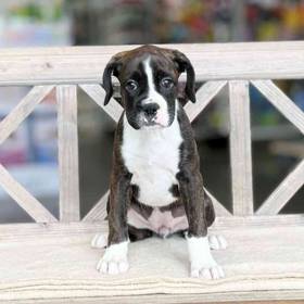 Boxer