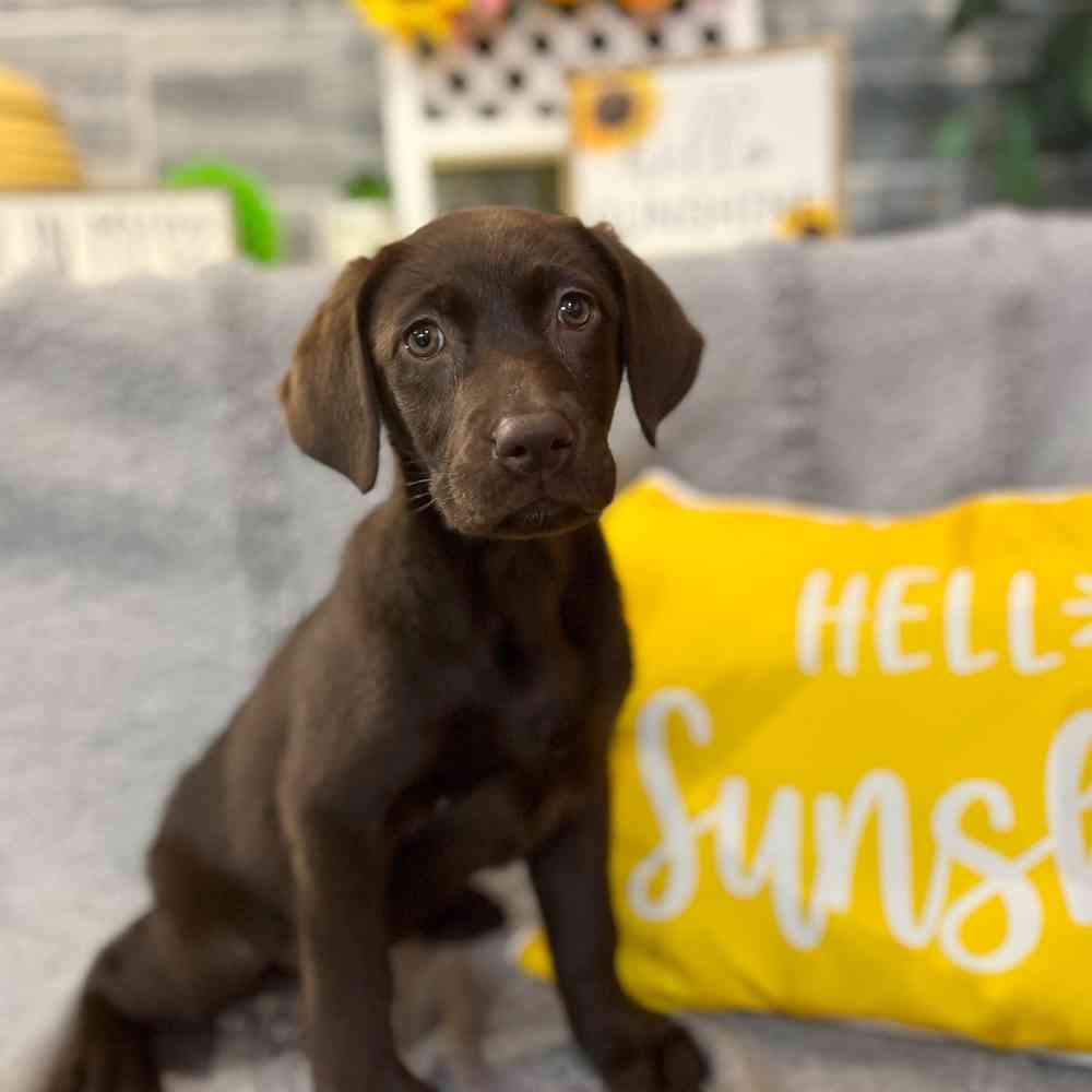 pet breed image