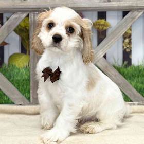 Cocker Spaniel