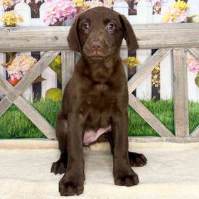 Labrador Retriever