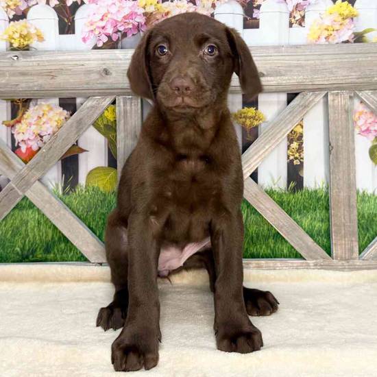 Dolly