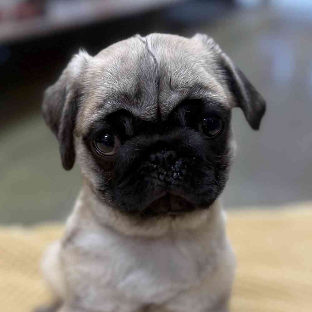 pet breed image
