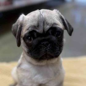 Pug