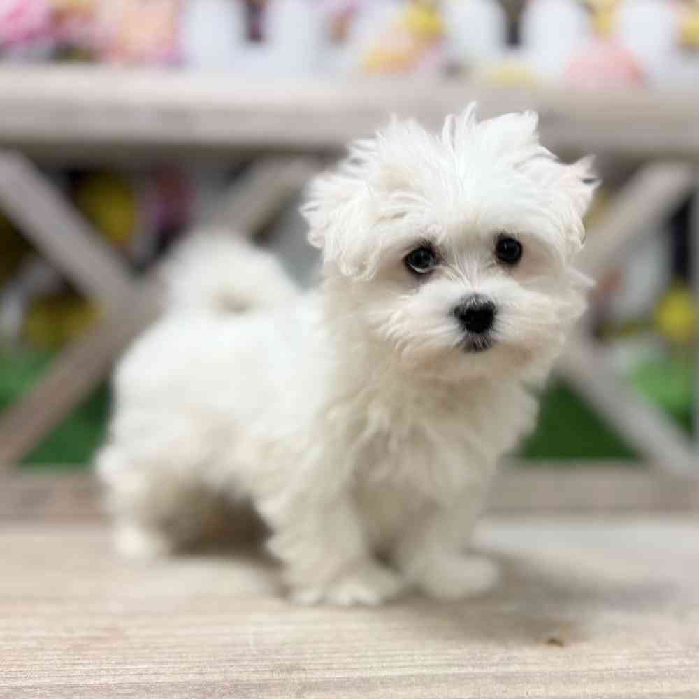pet breed image
