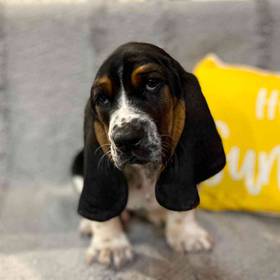 Basset Hound