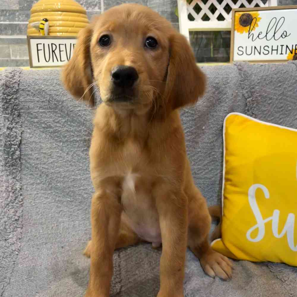 Image of a pet breed in the gallery