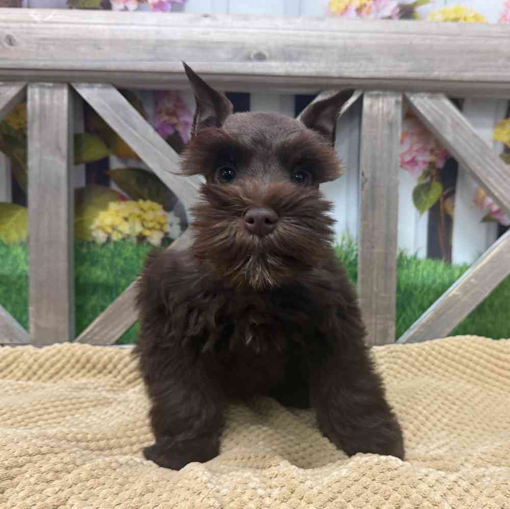 Image of a pet breed in the gallery