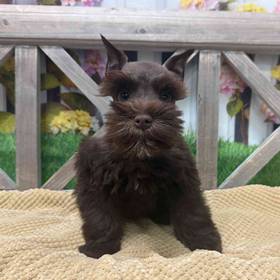 Mini Schnauzer