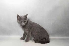 Russian Blue