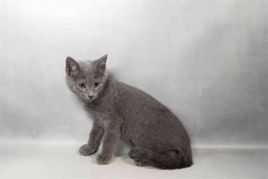 Slate