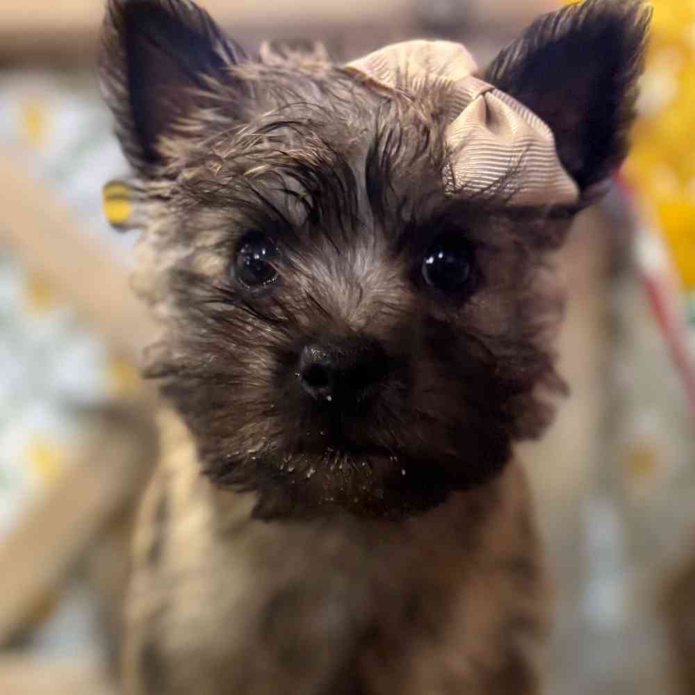 Image of a pet breed in the gallery