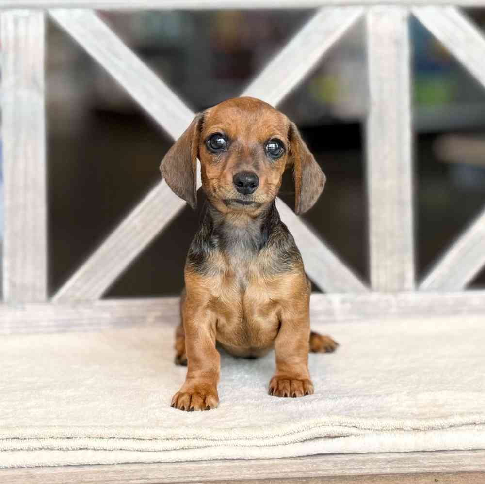 Image of a pet breed in the gallery