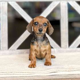 Dachshund