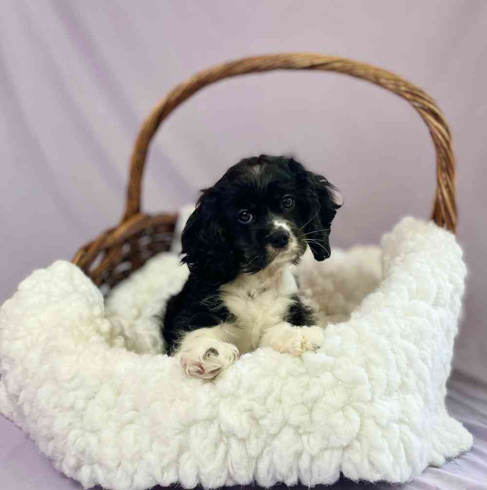 carousel pet images
