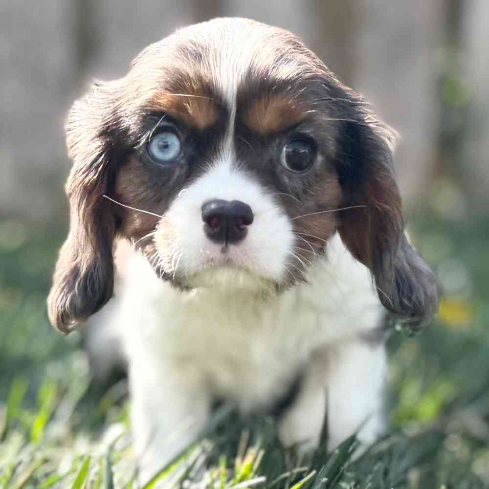 carousel pet images