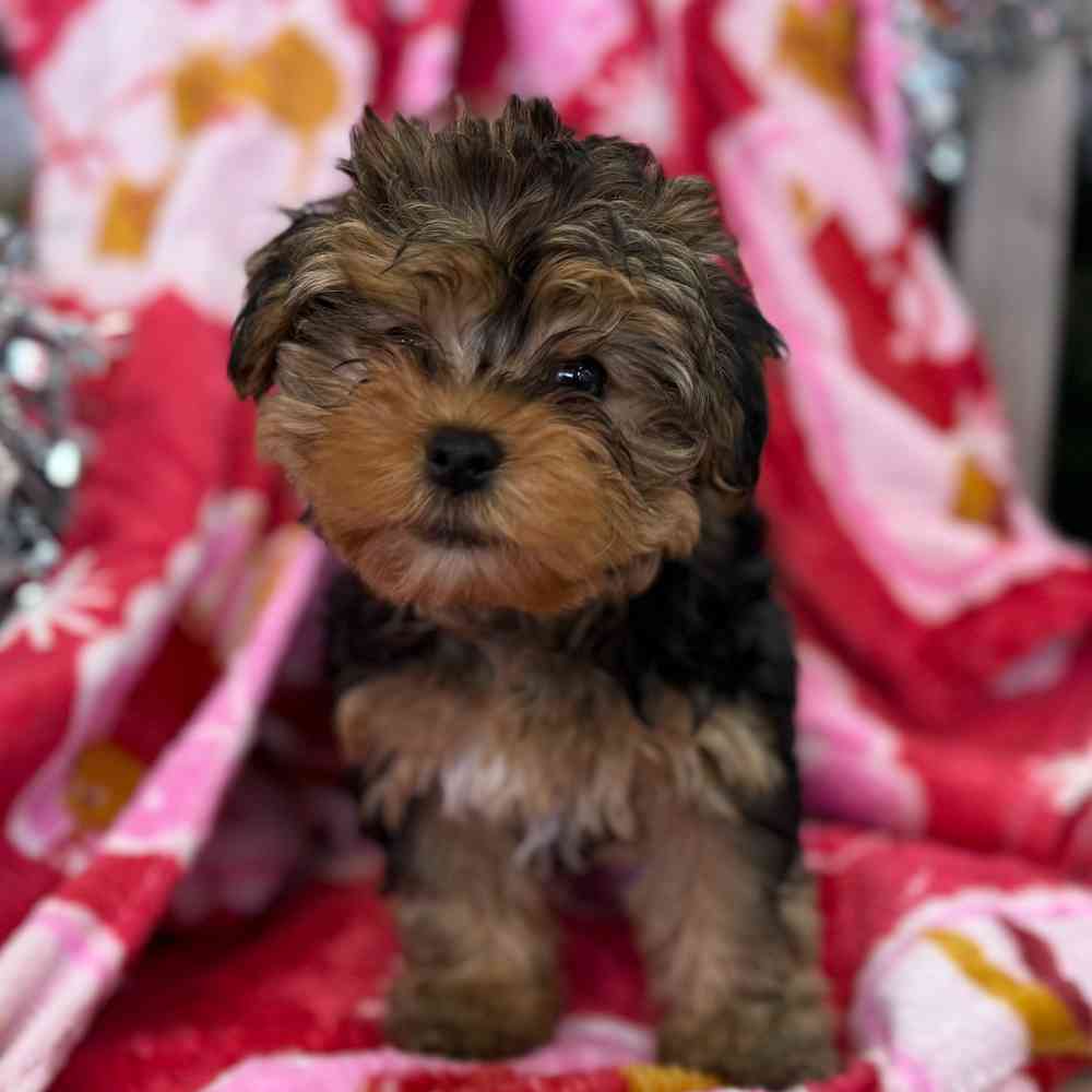 Image of a pet breed in the gallery