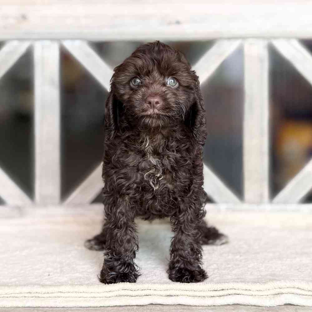 pet breed image