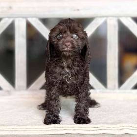 Cockapoo