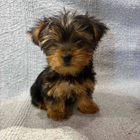 Yorkie