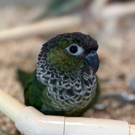 Black Cap Conure