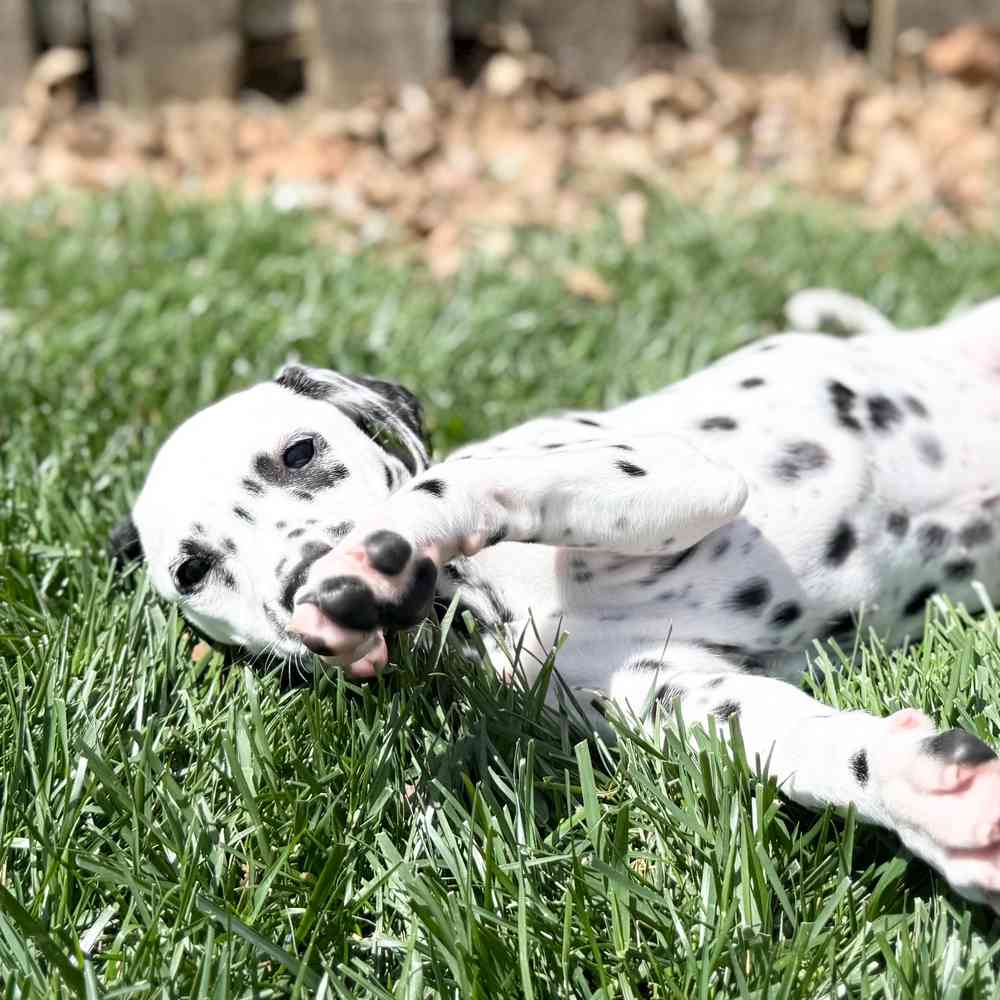 pet breed image