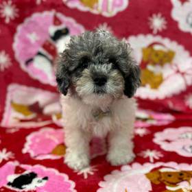 Bichon-Poodle