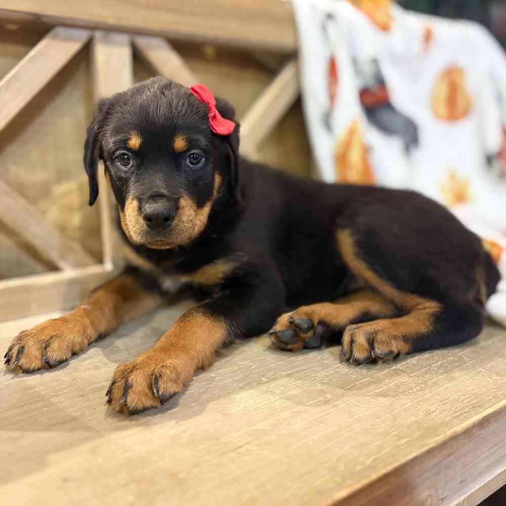 Image of a pet breed in the gallery
