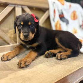 Rottweiler