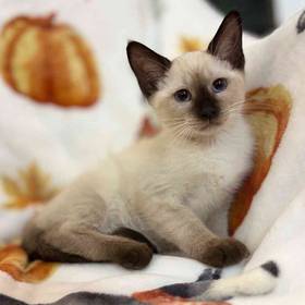 Siamese