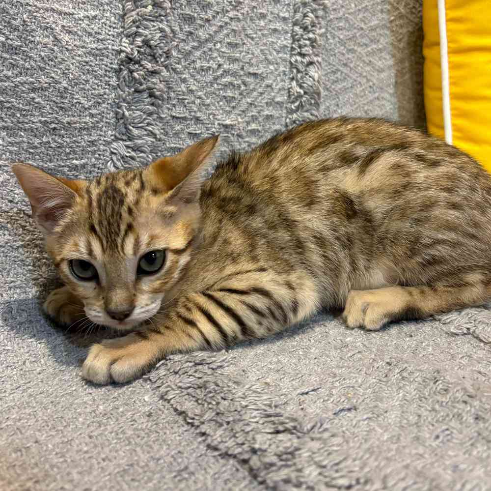 Image of a pet breed in the gallery