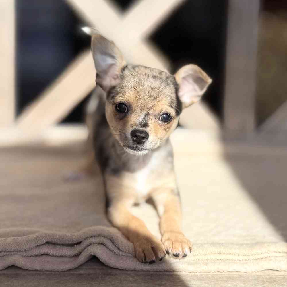 pet breed image