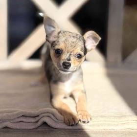 Chihuahua